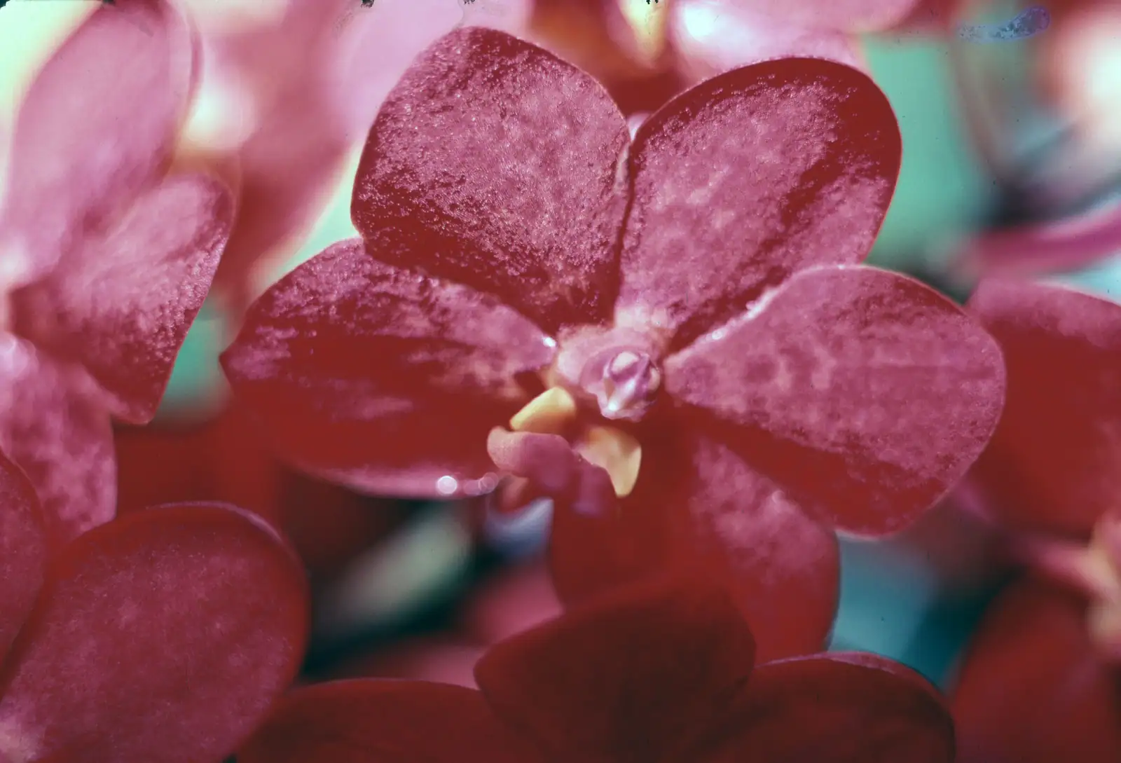 Deep crimson orchid representing the depth of care in hormonal health treatment at Dr. Bardi's Seattle naturopathic practice