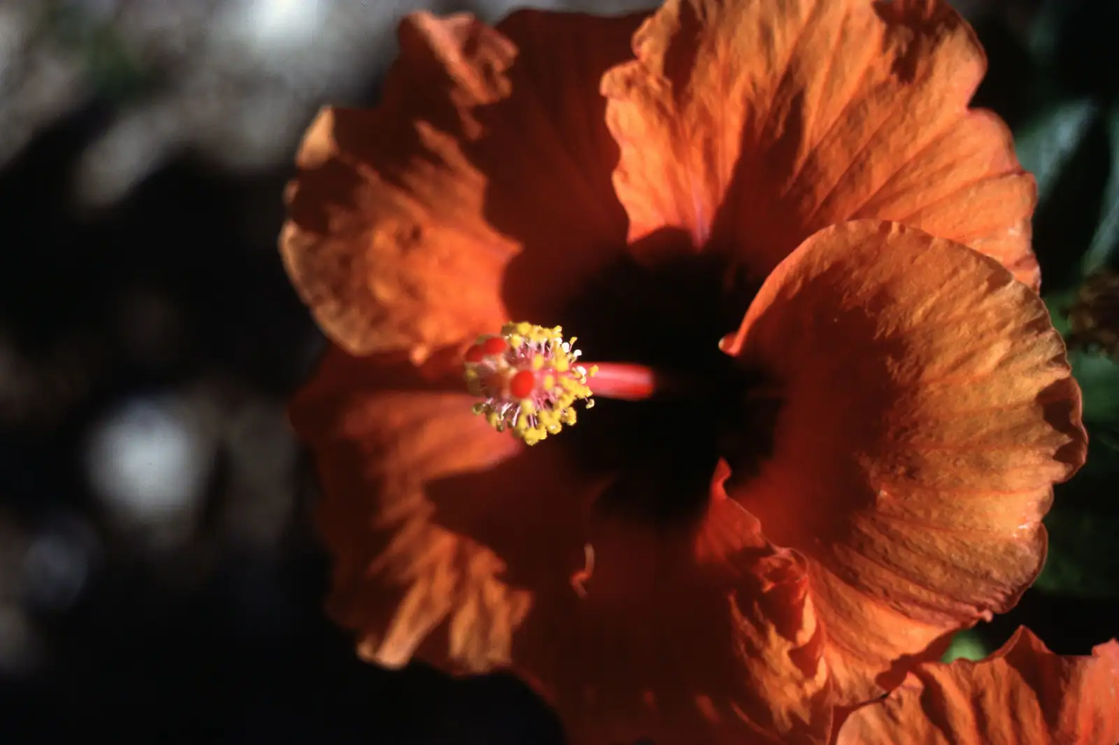 Vivid orange hibiscus representing the vibrant, restorative approach to environmental medicine and detoxification in Seattle
