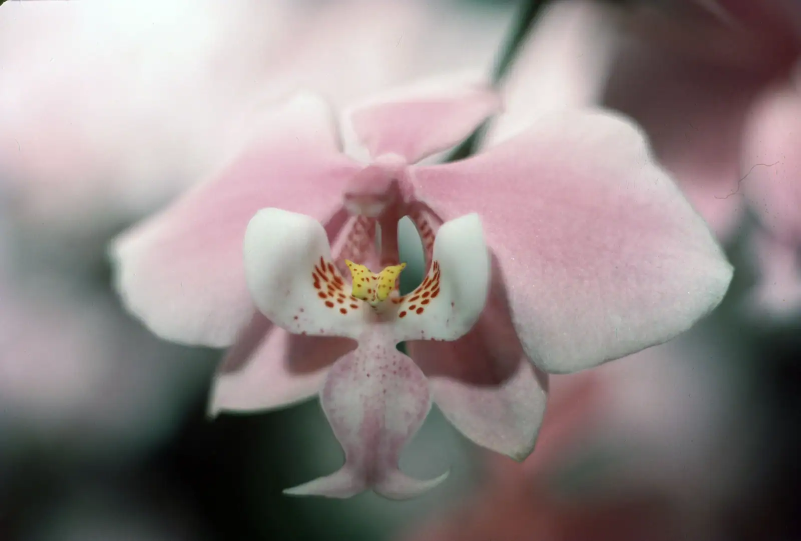 Soft pink orchid representing the precise, individualized approach to naturopathic treatment for chronic infections in Seattle